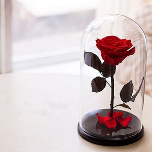 Forever Rose